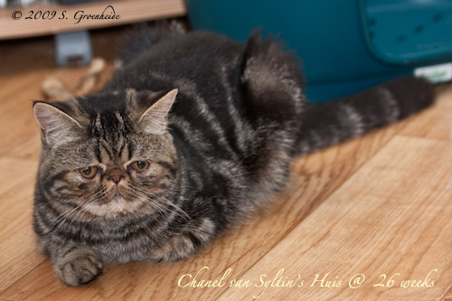 Chanel van Syltin's Huis: Exotic, Black tabby blotched poes